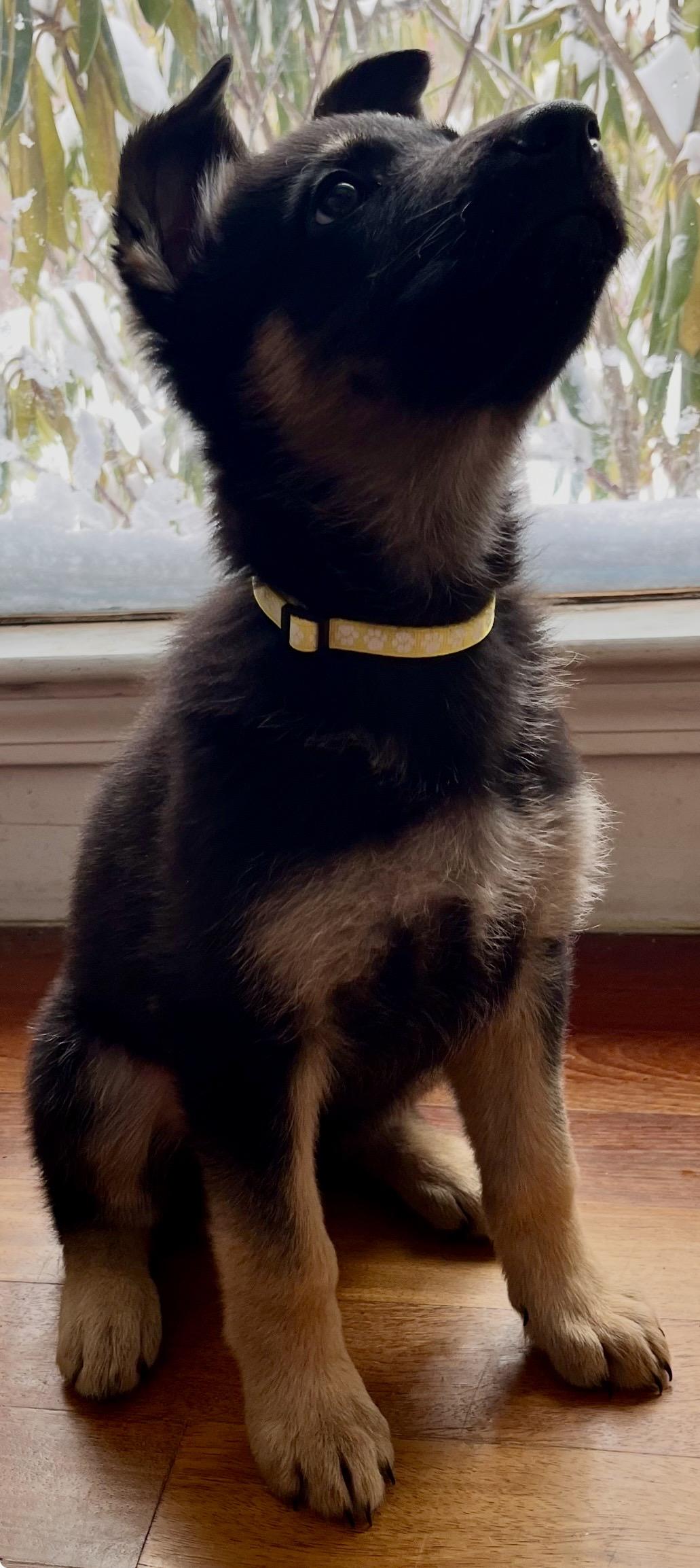 Lavender, ADOPTABLE, Puppy Female German Shepherd Dog.