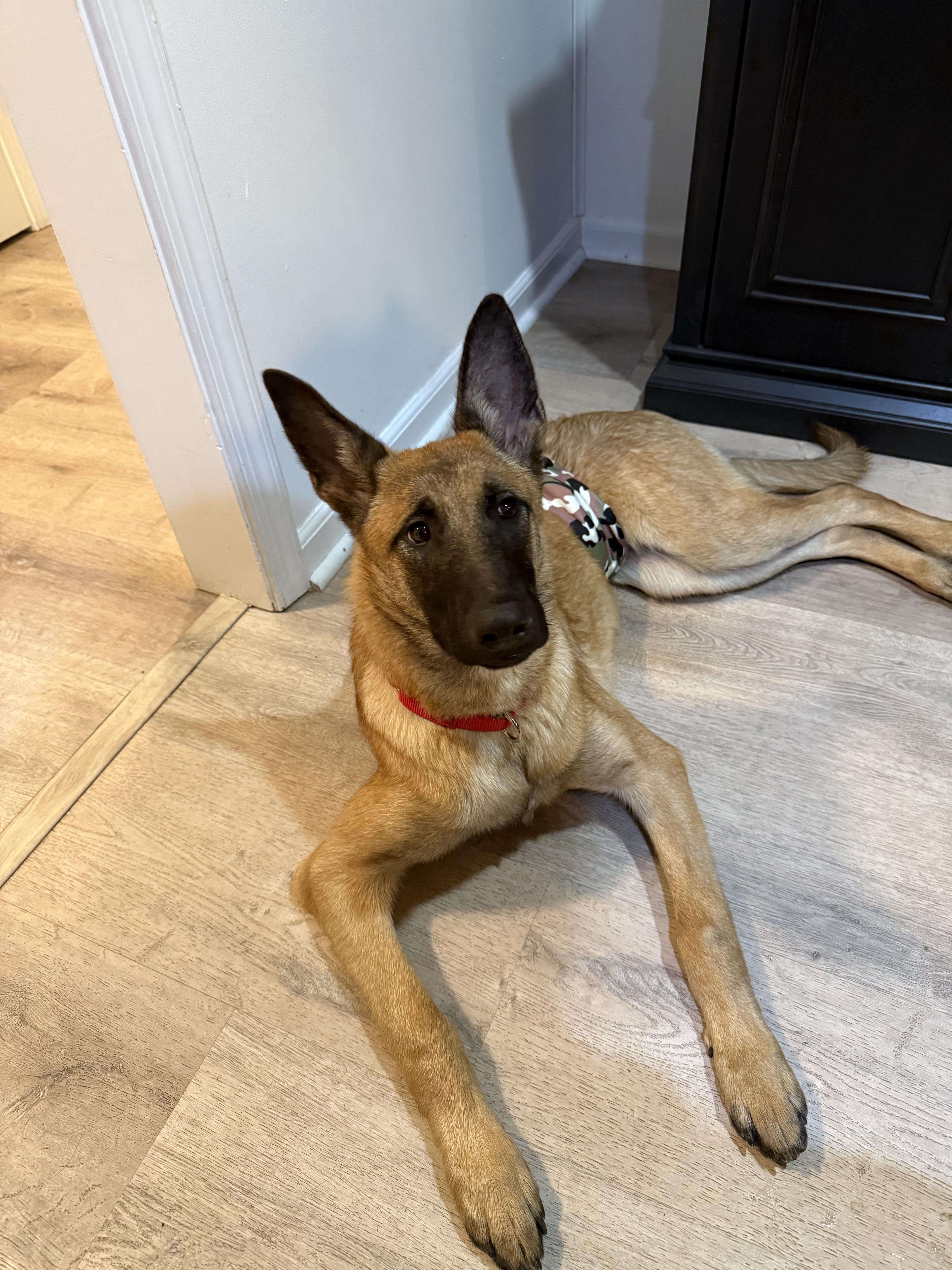 Enlarge Gin , a ADOPTABLE Belgian Shepherd / Malinois in Medford, NJ image 1/3