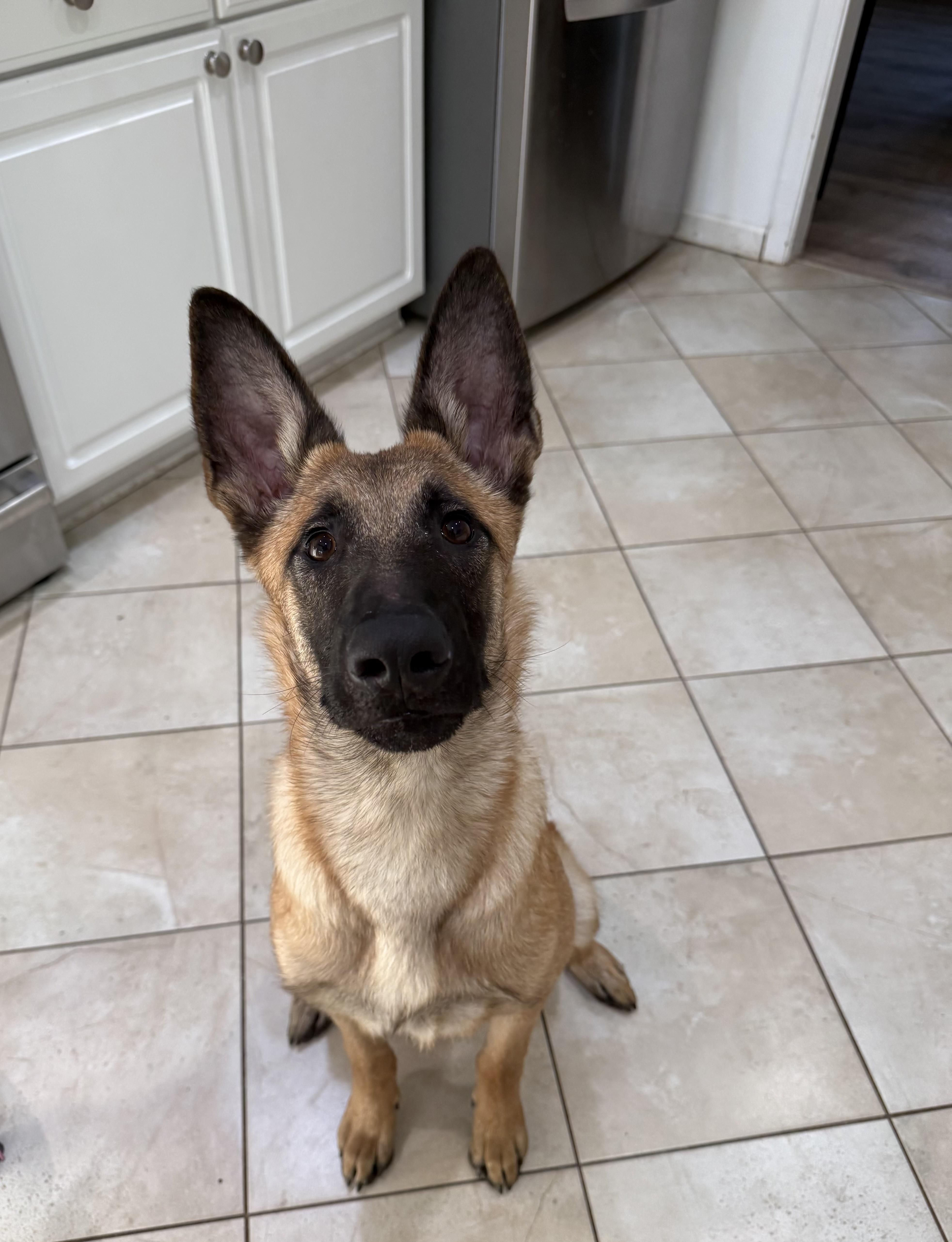 Enlarge Gin , a ADOPTABLE Belgian Shepherd / Malinois in Medford, NJ image 3/3