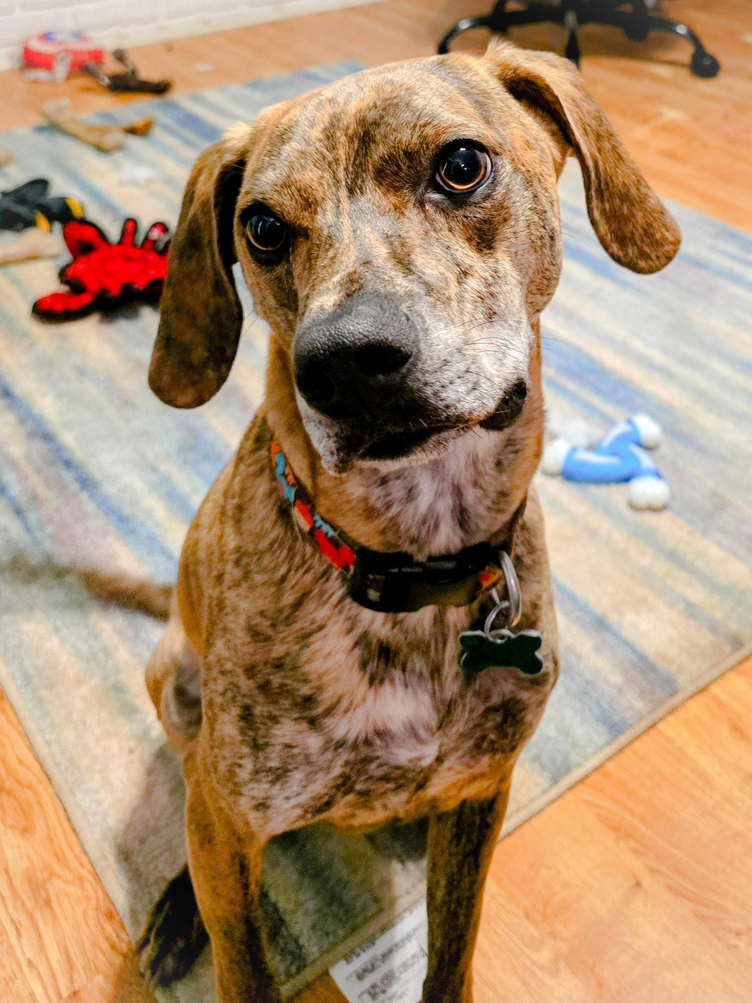 Remy, Adoptable, Young Male Plott Hound & Hound.