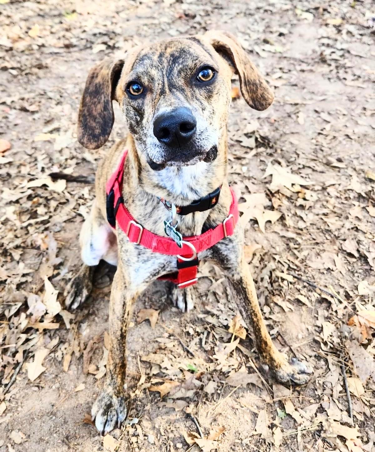 Remy, a Adoptable mixed breed in East Point, GA image 6/6
