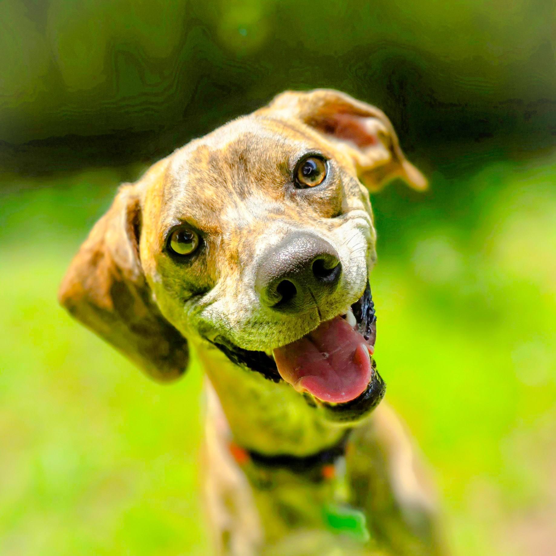 Remy, a Adoptable mixed breed in East Point, GA image 2/6