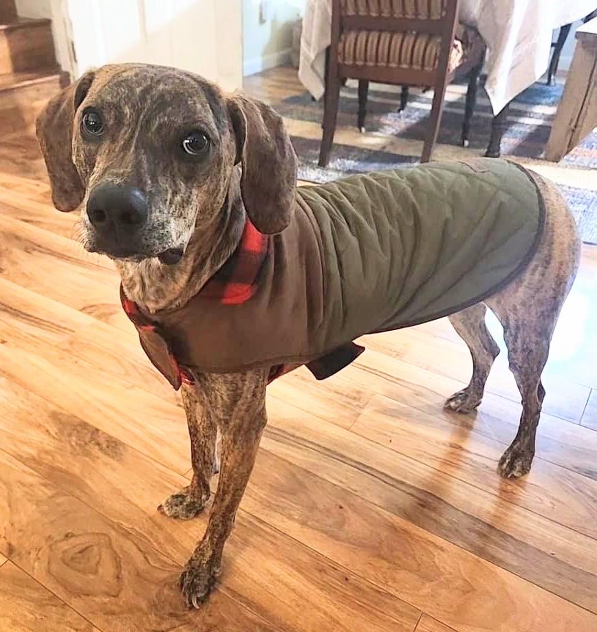 Remy, a Adoptable mixed breed in East Point, GA image 4/6