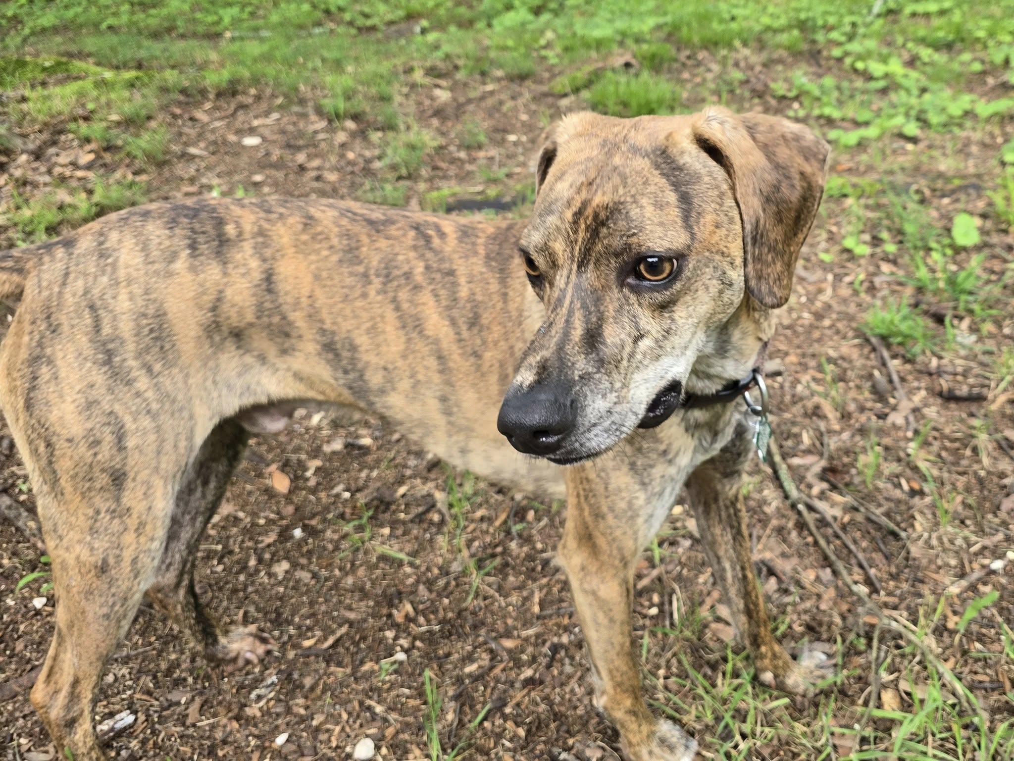 Remy, a Adoptable mixed breed in East Point, GA image 3/6