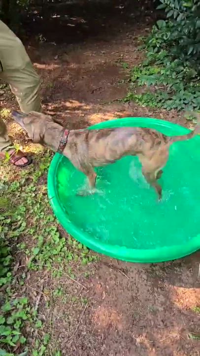 Enlarge Remy, a Adoptable mixed breed in East Point, GA video 5/6