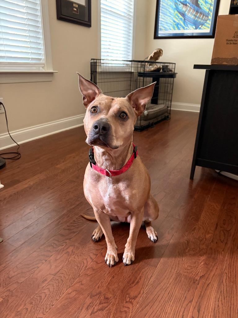 Hazel, Adoptable, Adult Female Hound & Labrador Retriever.
