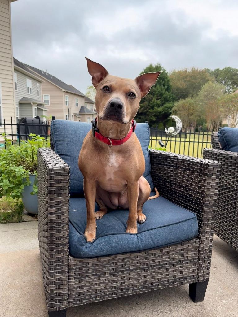 Enlarge Hazel, a Adoptable mixed breed in Waxhaw, NC image 2/5