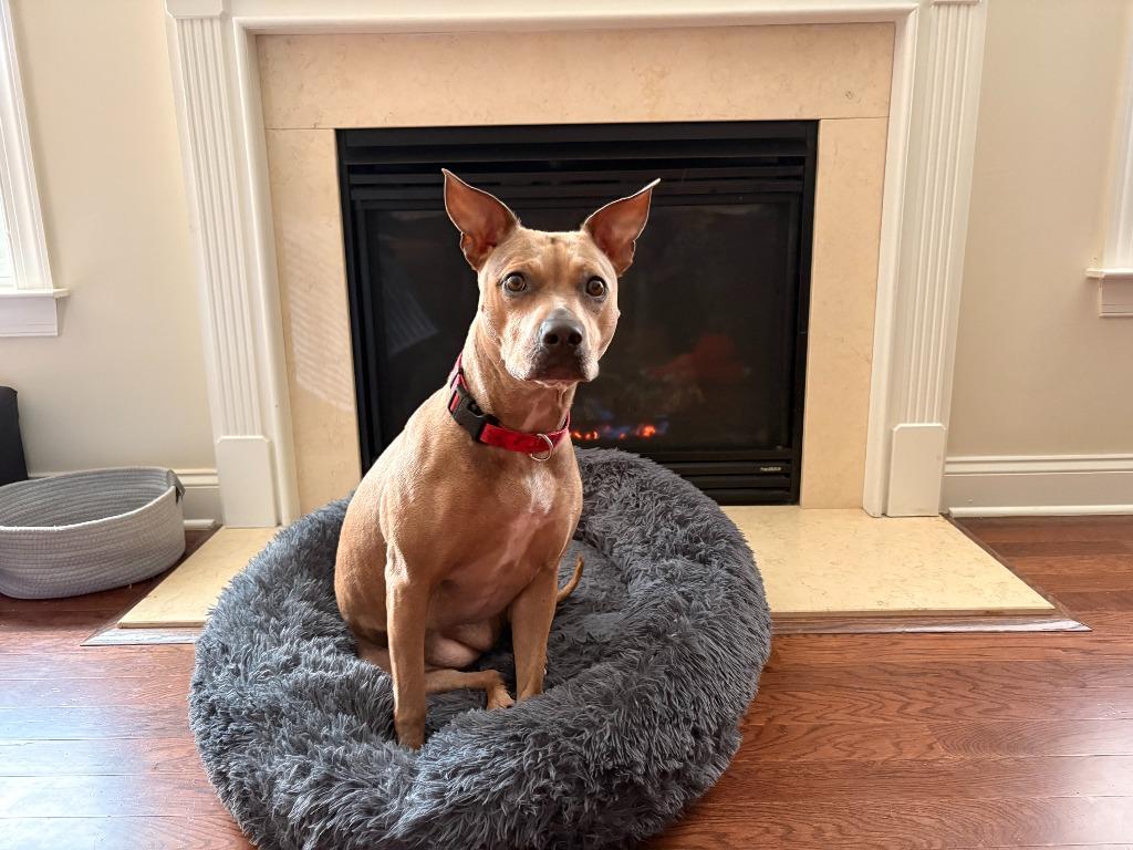 Enlarge Hazel, a Adoptable mixed breed in Waxhaw, NC image 3/5