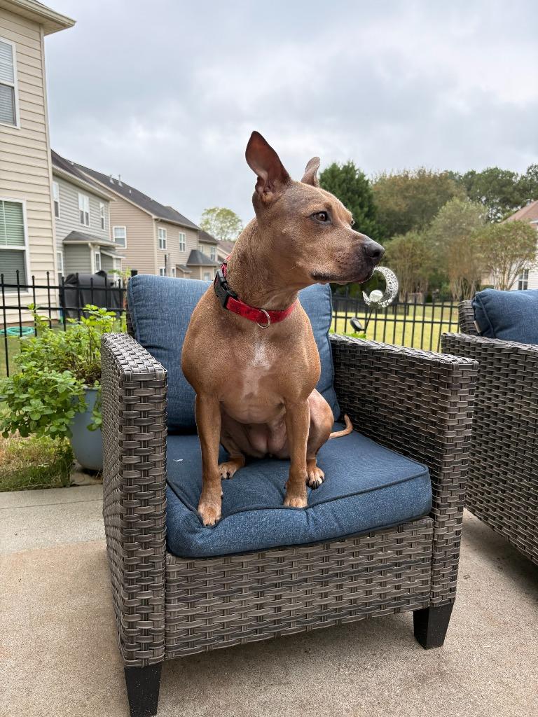 Enlarge Hazel, a Adoptable mixed breed in Waxhaw, NC image 4/5
