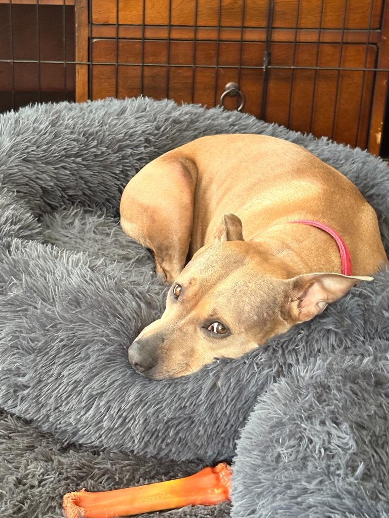 Enlarge Hazel, a Adoptable mixed breed in Waxhaw, NC image 5/5