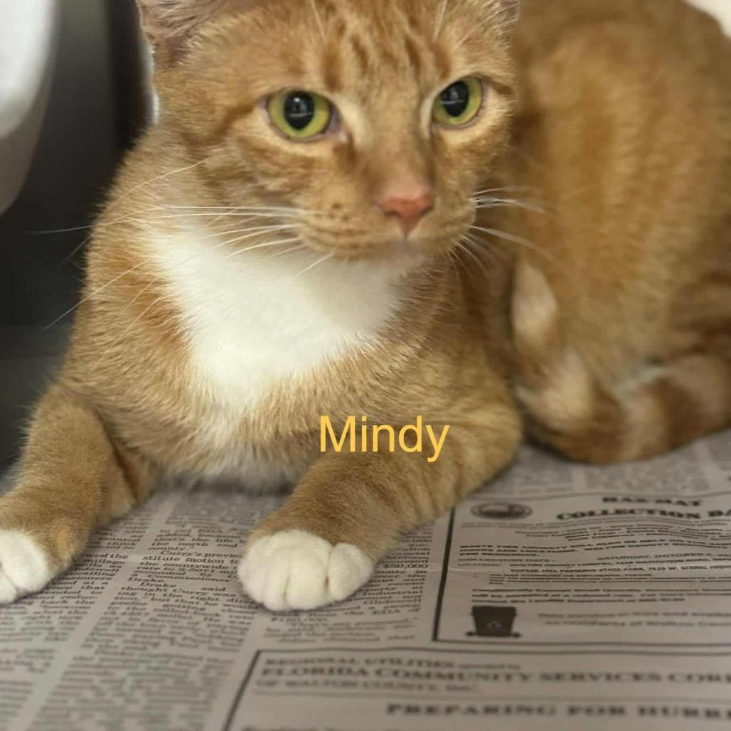 Mindy, a Adoptable Domestic Short Hair in Williston, FL image 2/2