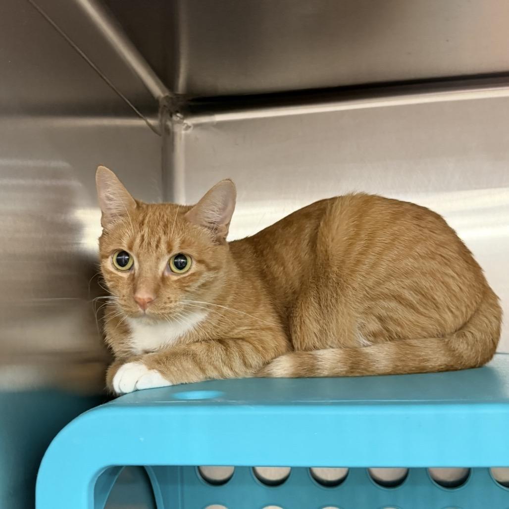 Enlarge Mindy, a Adoptable Domestic Short Hair in Williston, FL image 2/2