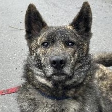 Enlarge Johnny, an adopted mixed breed in Quilcene, WA image 4/4
