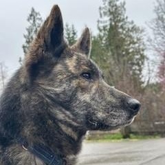 Enlarge Johnny, an adopted mixed breed in Quilcene, WA image 2/4
