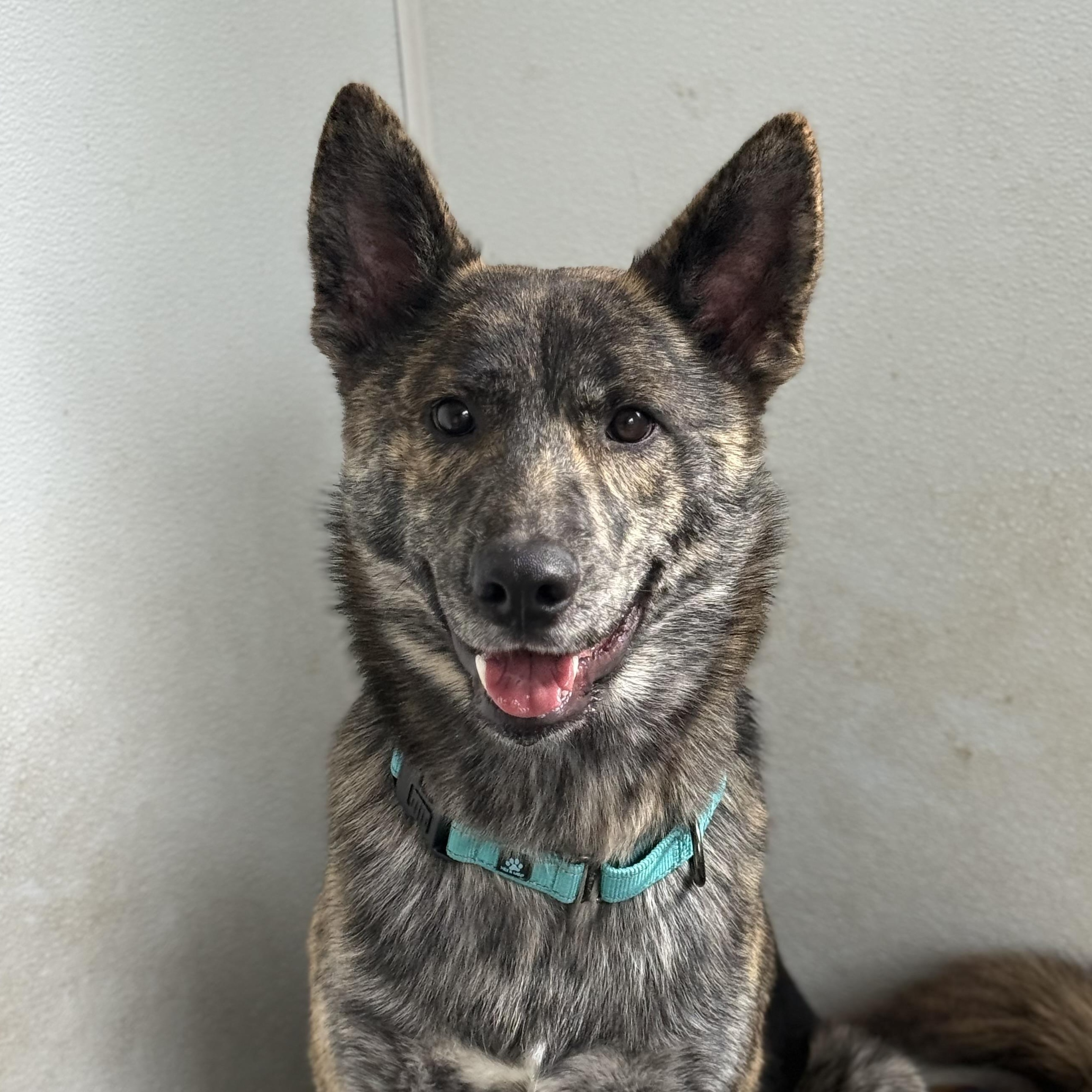 Enlarge Johnny, an adopted mixed breed in Quilcene, WA image 3/4