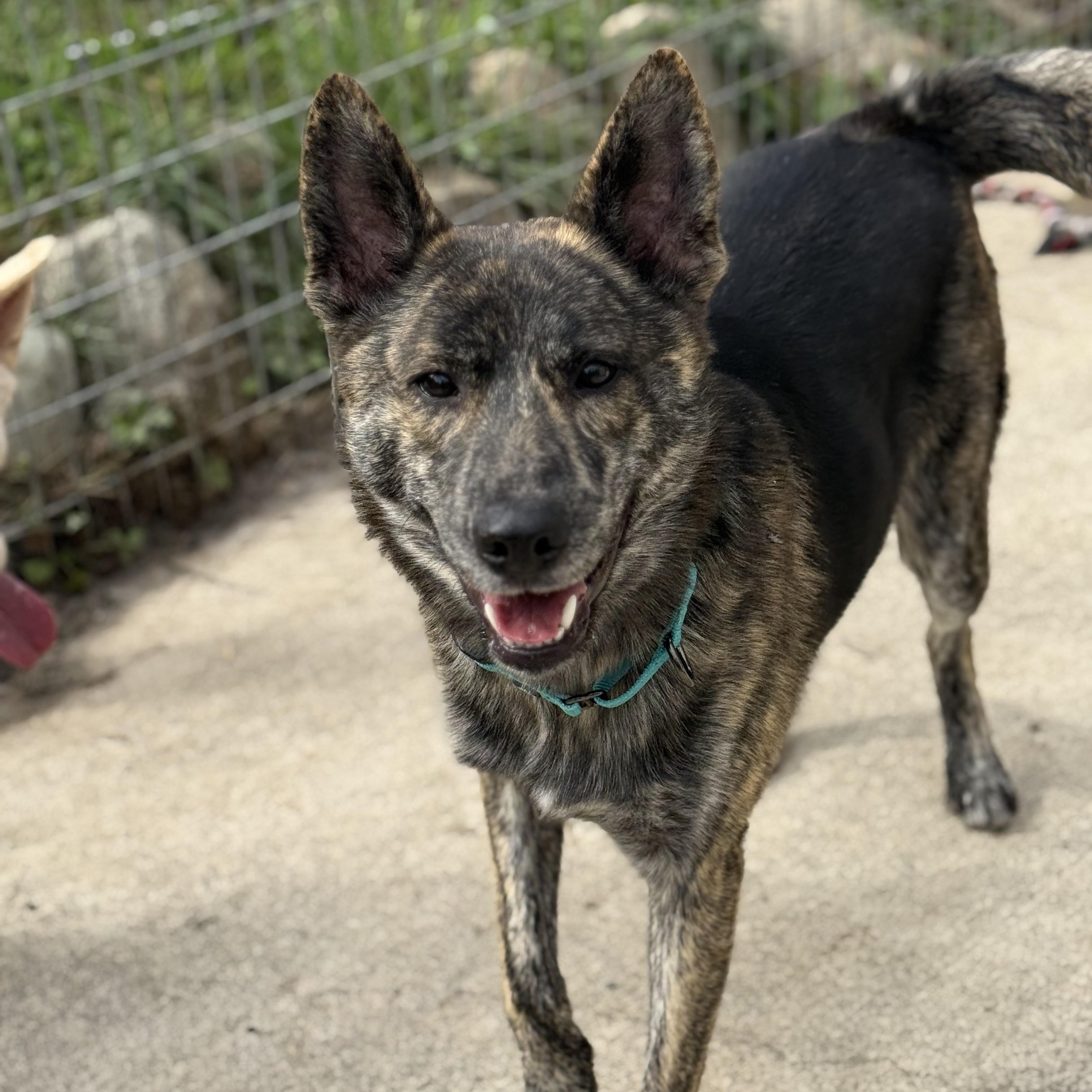 Enlarge Johnny, an adopted mixed breed in Quilcene, WA image 1/4