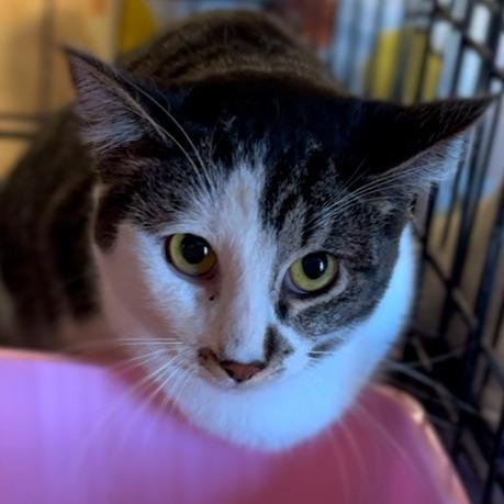 Enlarge Rosie, a Adoptable Domestic Short Hair in Midland, TX image 1/3