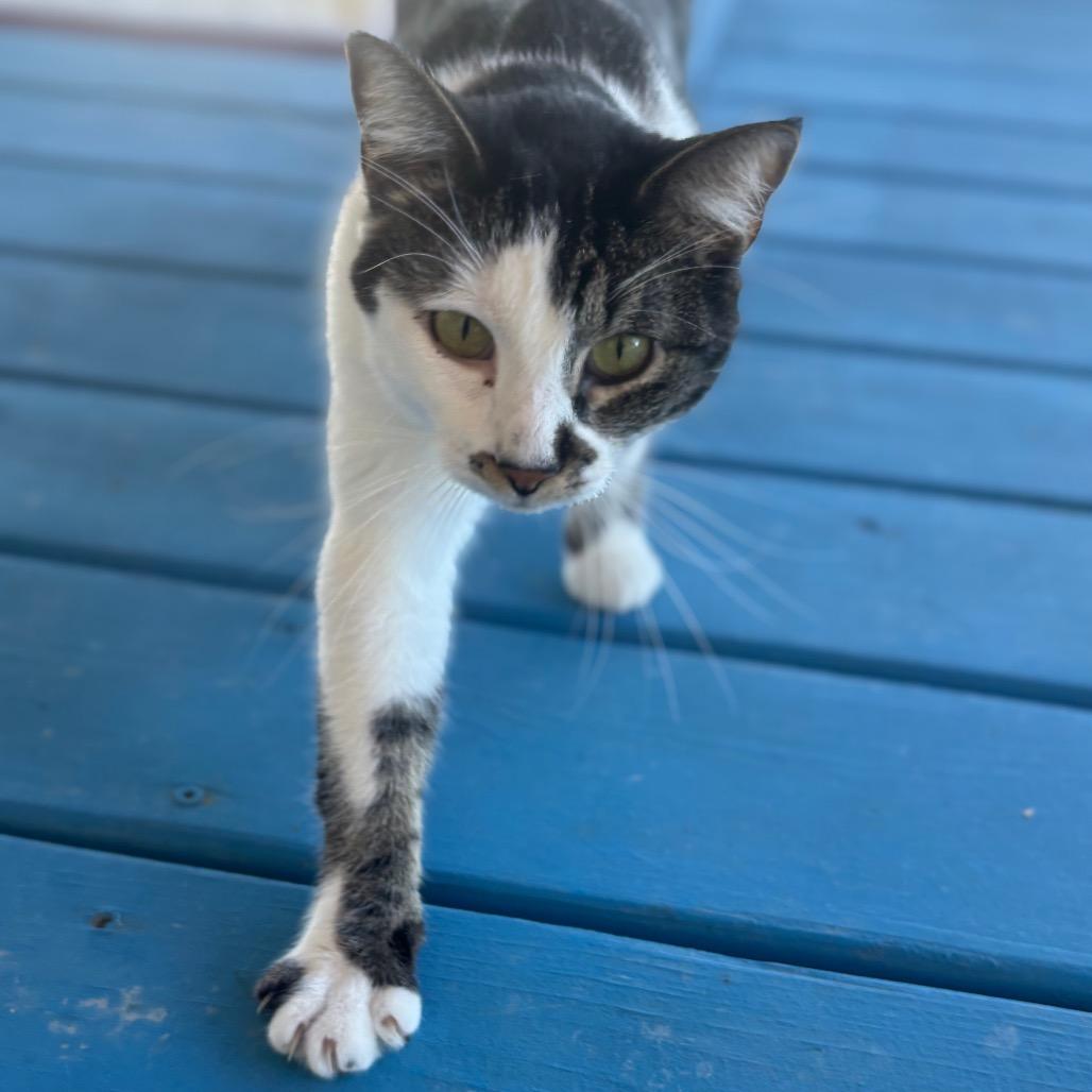 Enlarge Rosie, a Adoptable Domestic Short Hair in Midland, TX image 2/3