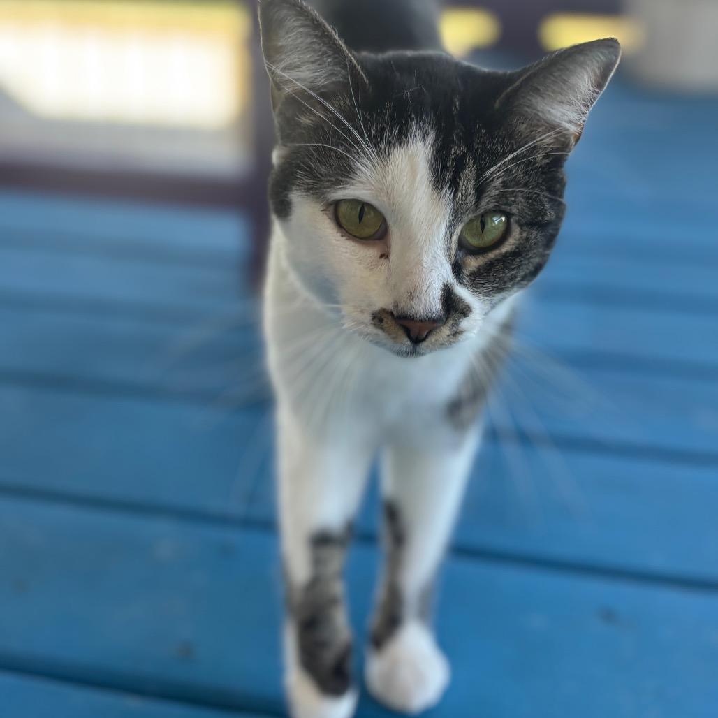 Enlarge Rosie, a Adoptable Domestic Short Hair in Midland, TX image 3/3
