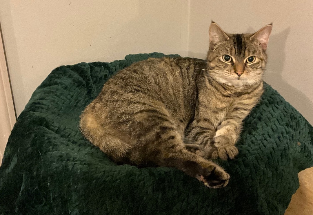 Shawna, an adoptable Tabby & Domestic Short Hair Mix in Avonmore, PA_image-1