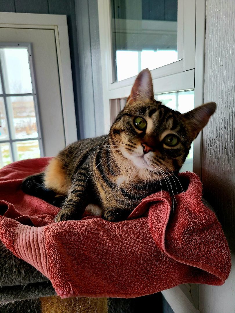 Enlarge Trisha, a Adopted American Shorthair in Onsted, MI image 1/2