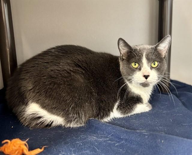 ROGUE, Adoptable, Adult Female Domestic Short Hair.
