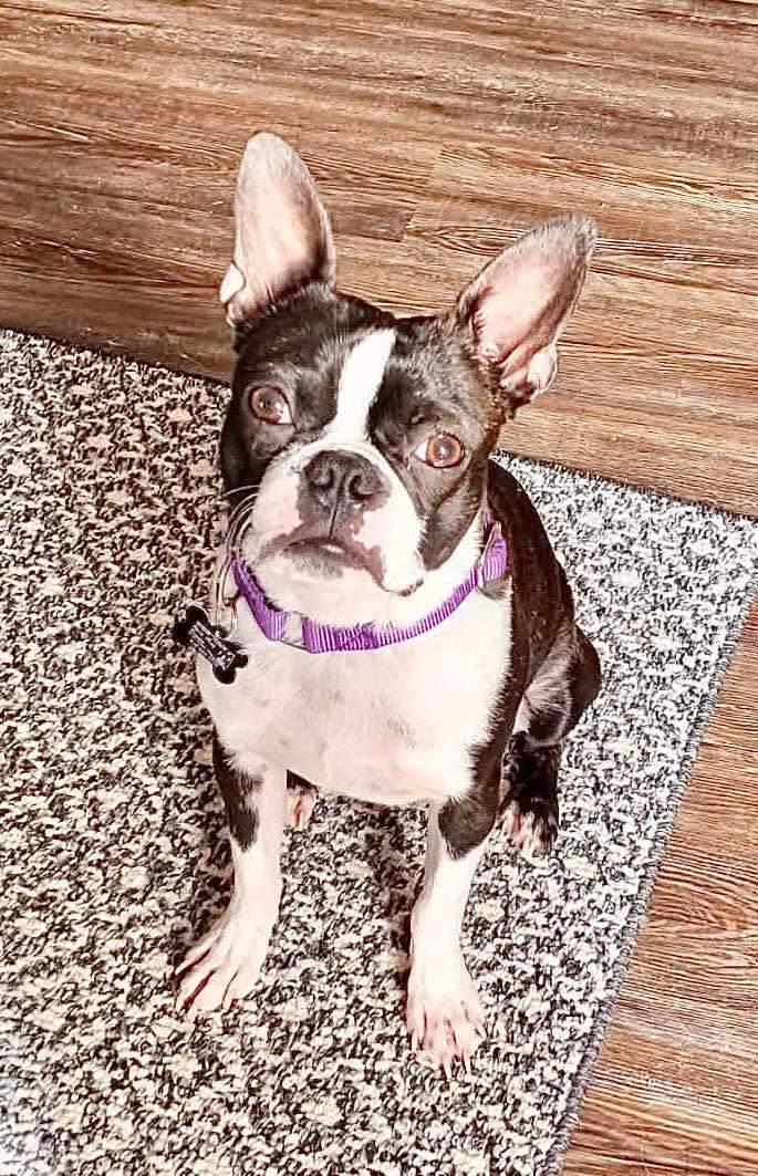 Enlarge Hero, a Adoptable Boston Terrier in Muskogee, OK image 1/3