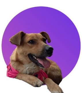 Zoey, Young Female Carolina Dog