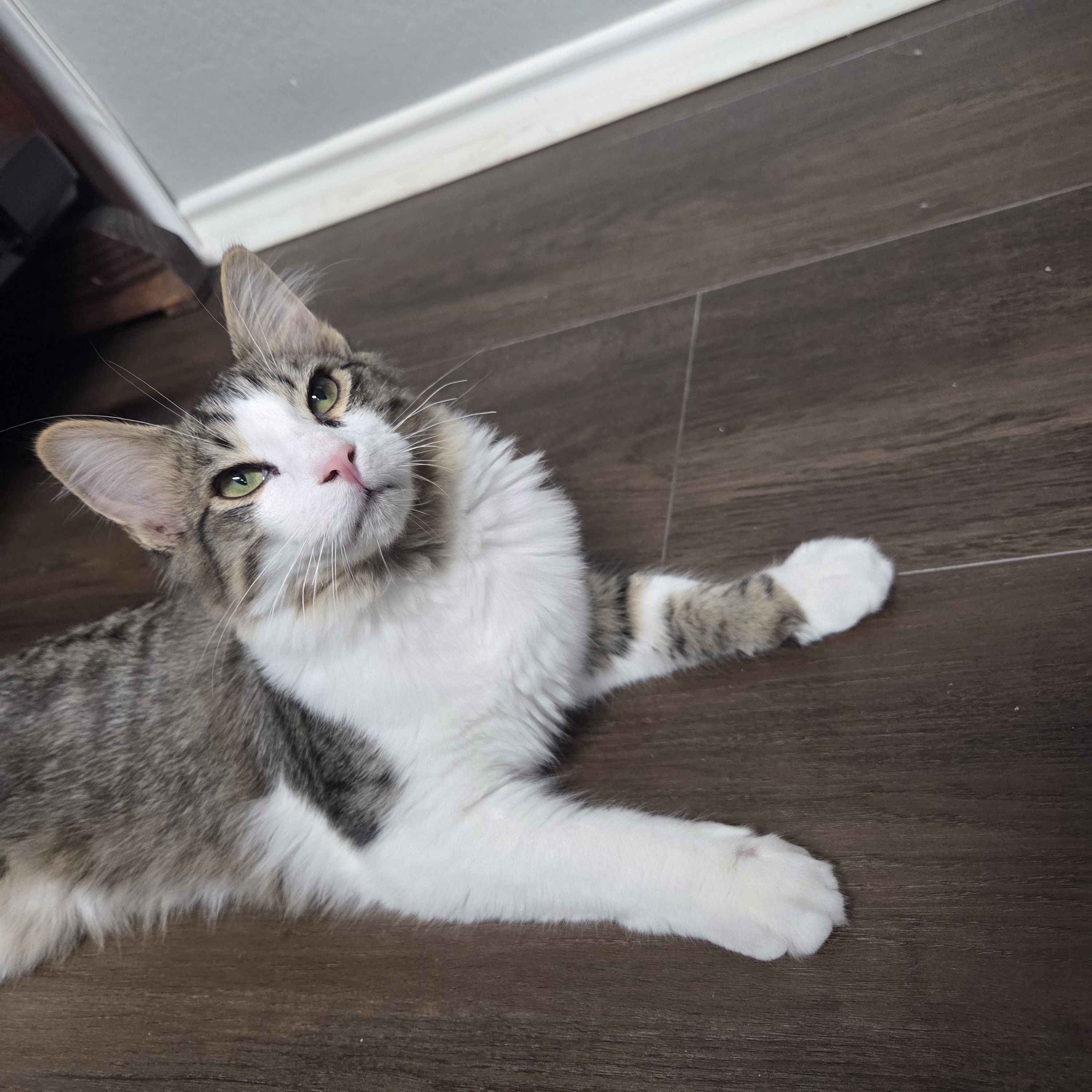 Jasper MS, adopted, Young Male Domestic Short Hair.