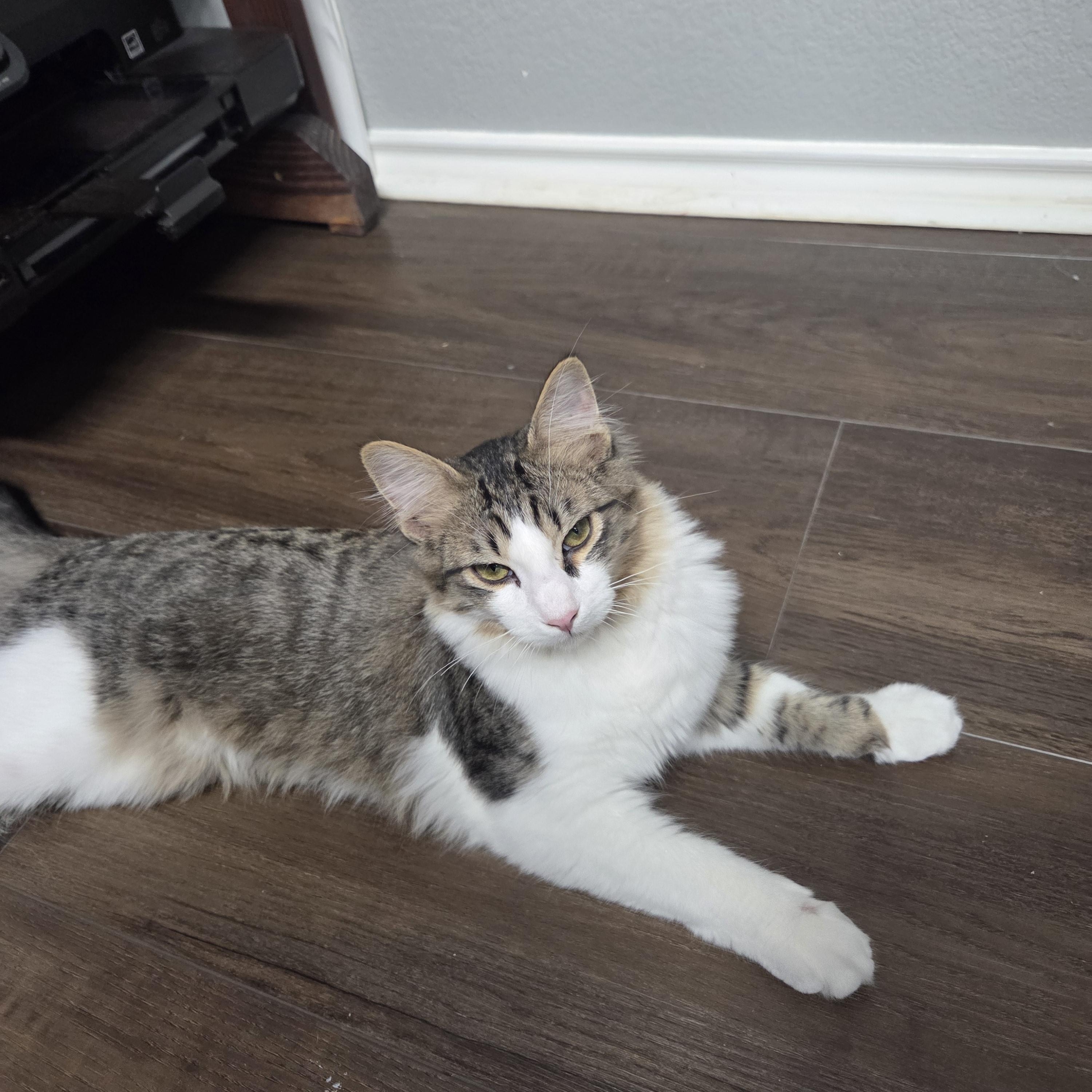 Enlarge Jasper MS, an adopted Domestic Short Hair in Schertz, TX image 2/2