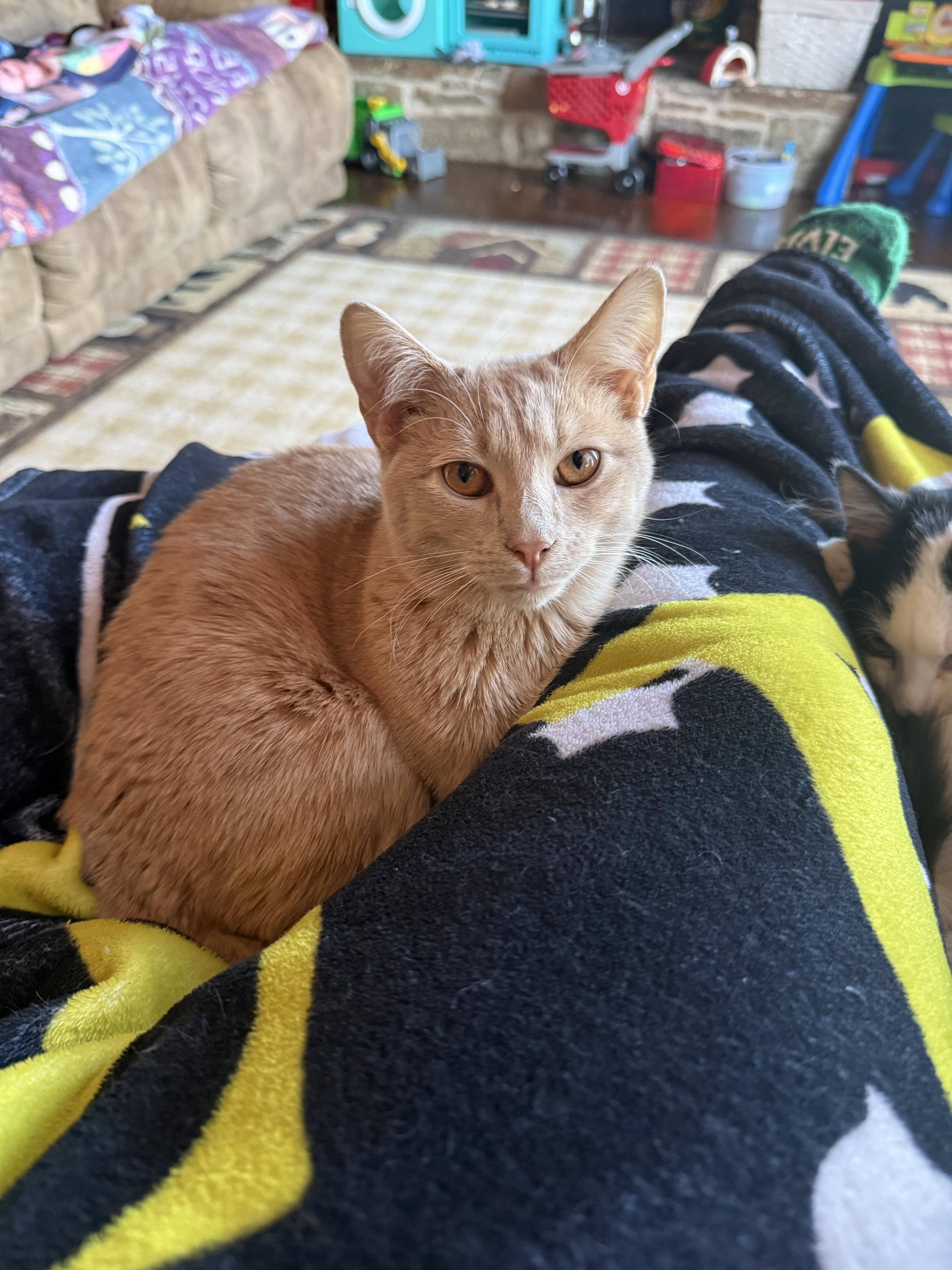 Charlie (orange tabby), Young Male Domestic Short Hair