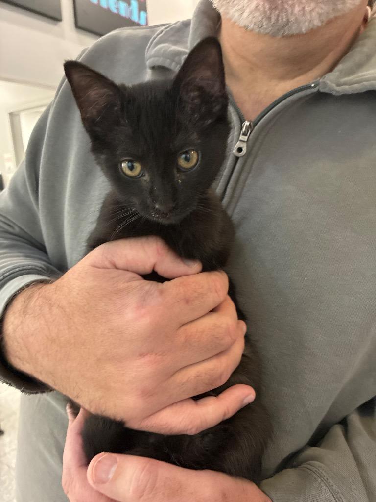 Haisley, Adoptable, Young Female Domestic Short Hair.