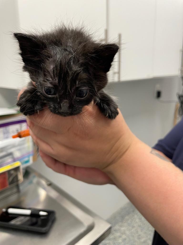 Haisley, Adoptable, Kitten Female Domestic Short Hair.