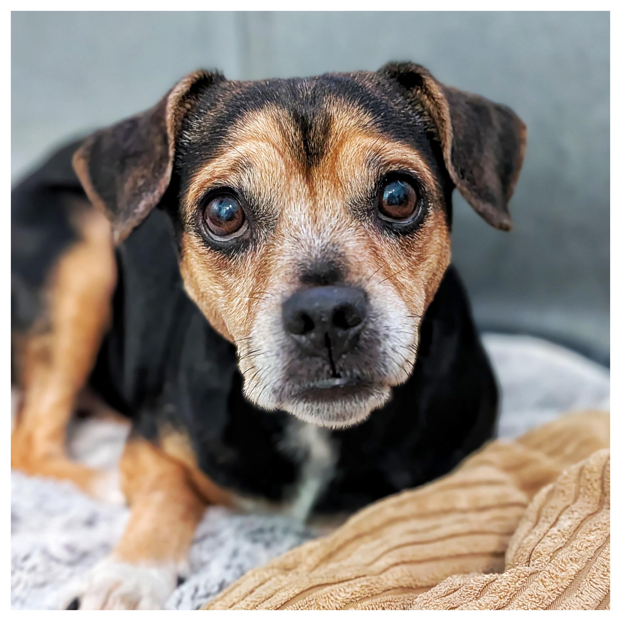 Bebe & Tabby, Adoptable, Adult Female Rat Terrier.