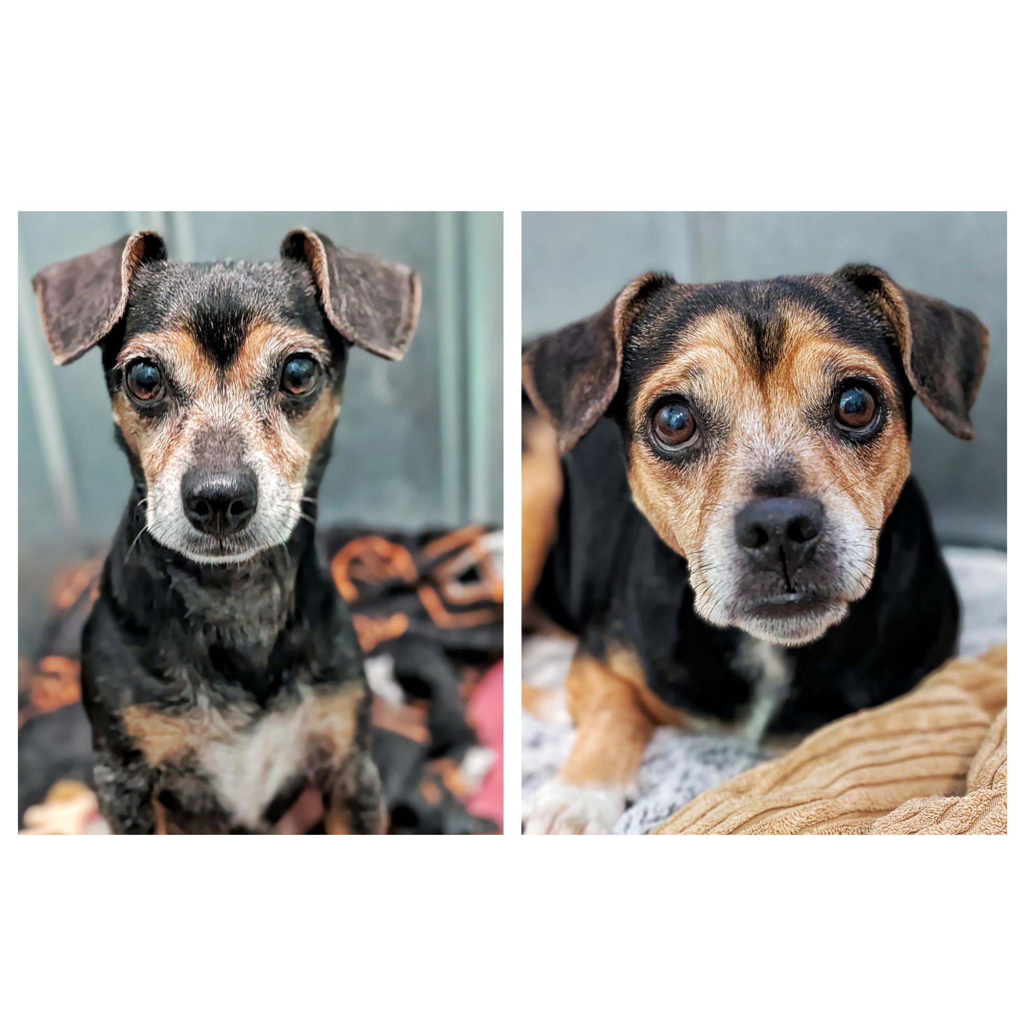 Bebe & Tabby, Adoptable, Adult Female Rat Terrier.