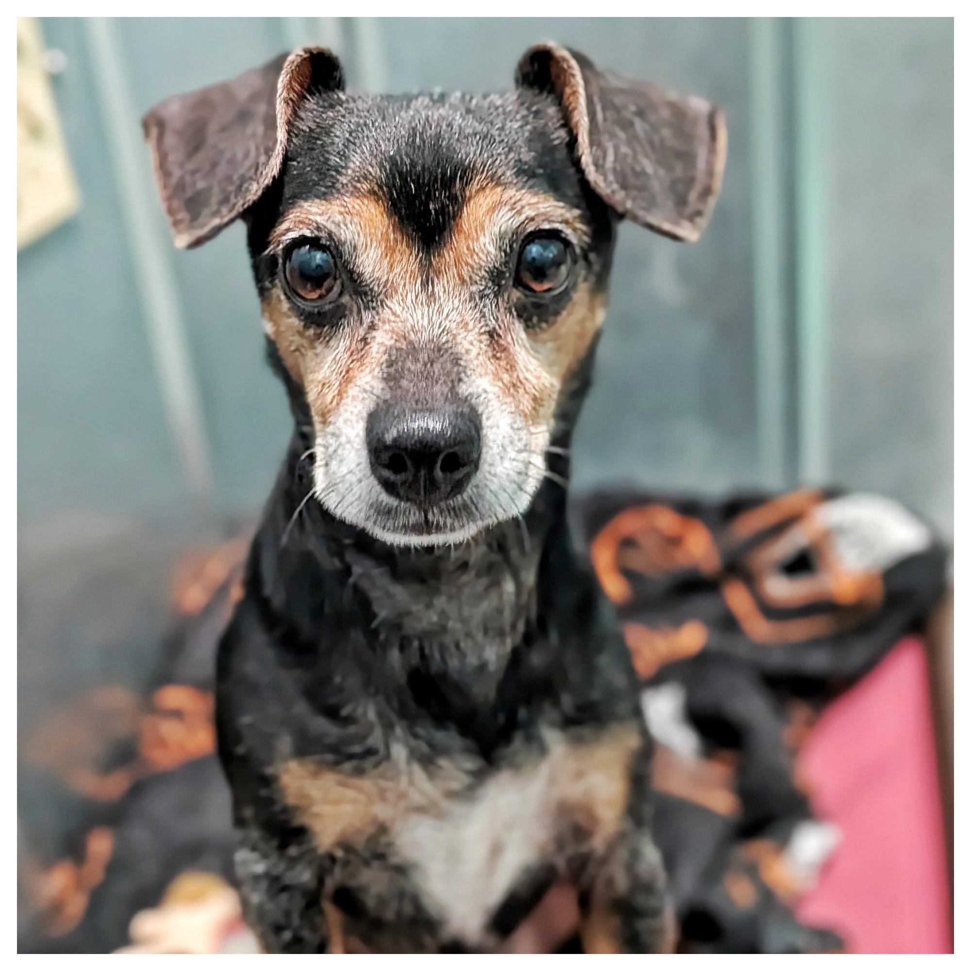 Bebe & Tabby, a Adoptable mixed breed in Eustis, FL image 3/3