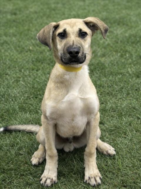 KATT, Adoptable, Young Male Black Mouth Cur & German Shepherd Dog.