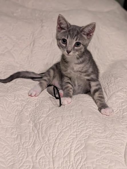 Dill, a Adoptable mixed breed in Howell, MI image 2/2