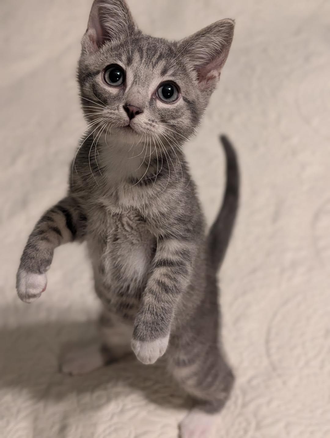Dill, Adoptable, Kitten Male Tabby & Domestic Short Hair.