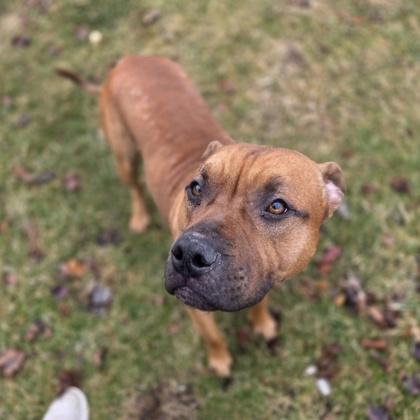 Nolan, Adoptable, Young Male Pit Bull Terrier & Mixed Breed.
