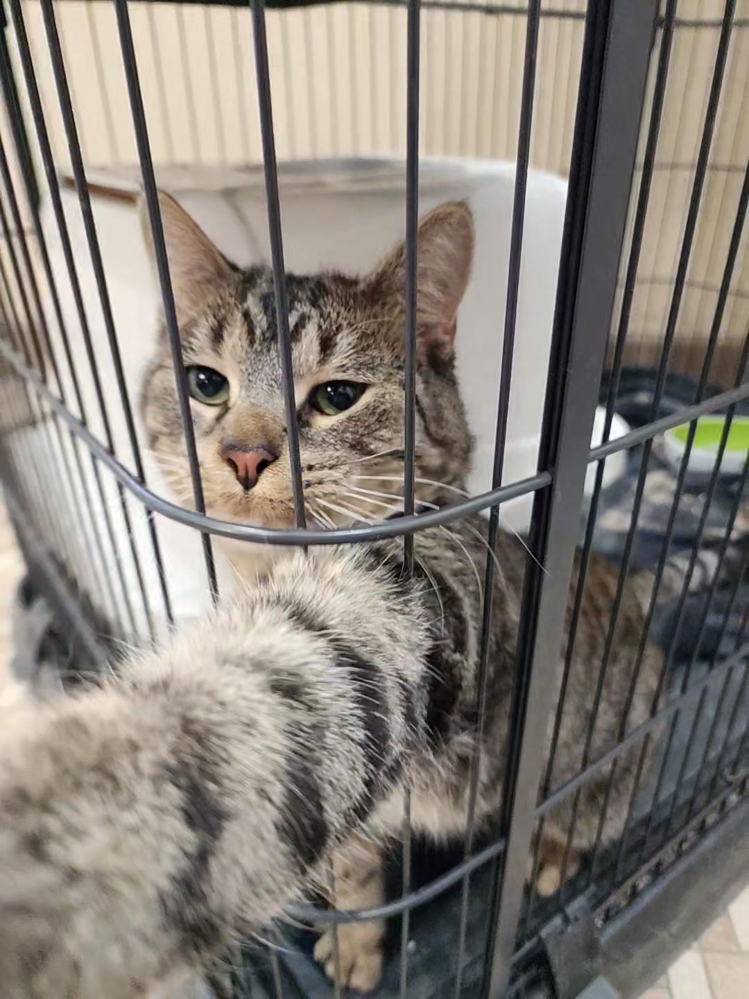 Dunn, a Adopted Domestic Short Hair in Marinette, WI image 1/4