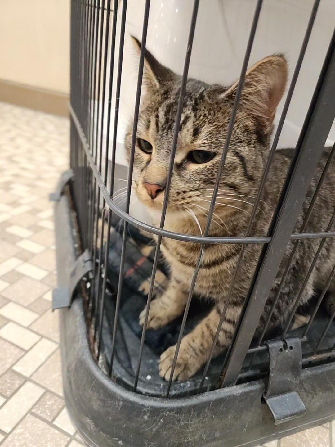 Dunn, a Adopted Domestic Short Hair in Marinette, WI image 2/4