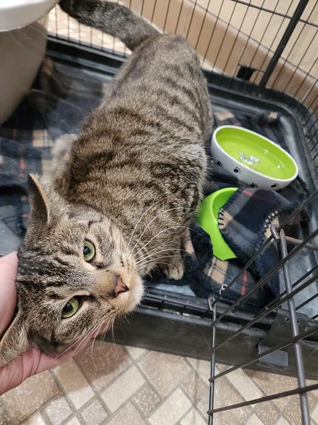 Dunn, a Adopted Domestic Short Hair in Marinette, WI image 3/4