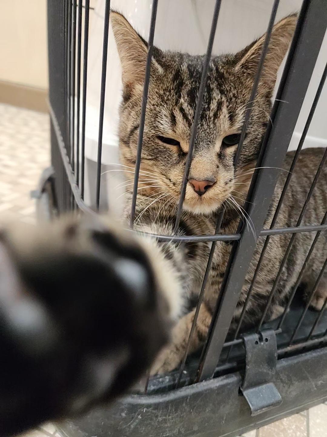 Dunn, a Adopted Domestic Short Hair in Marinette, WI image 4/4