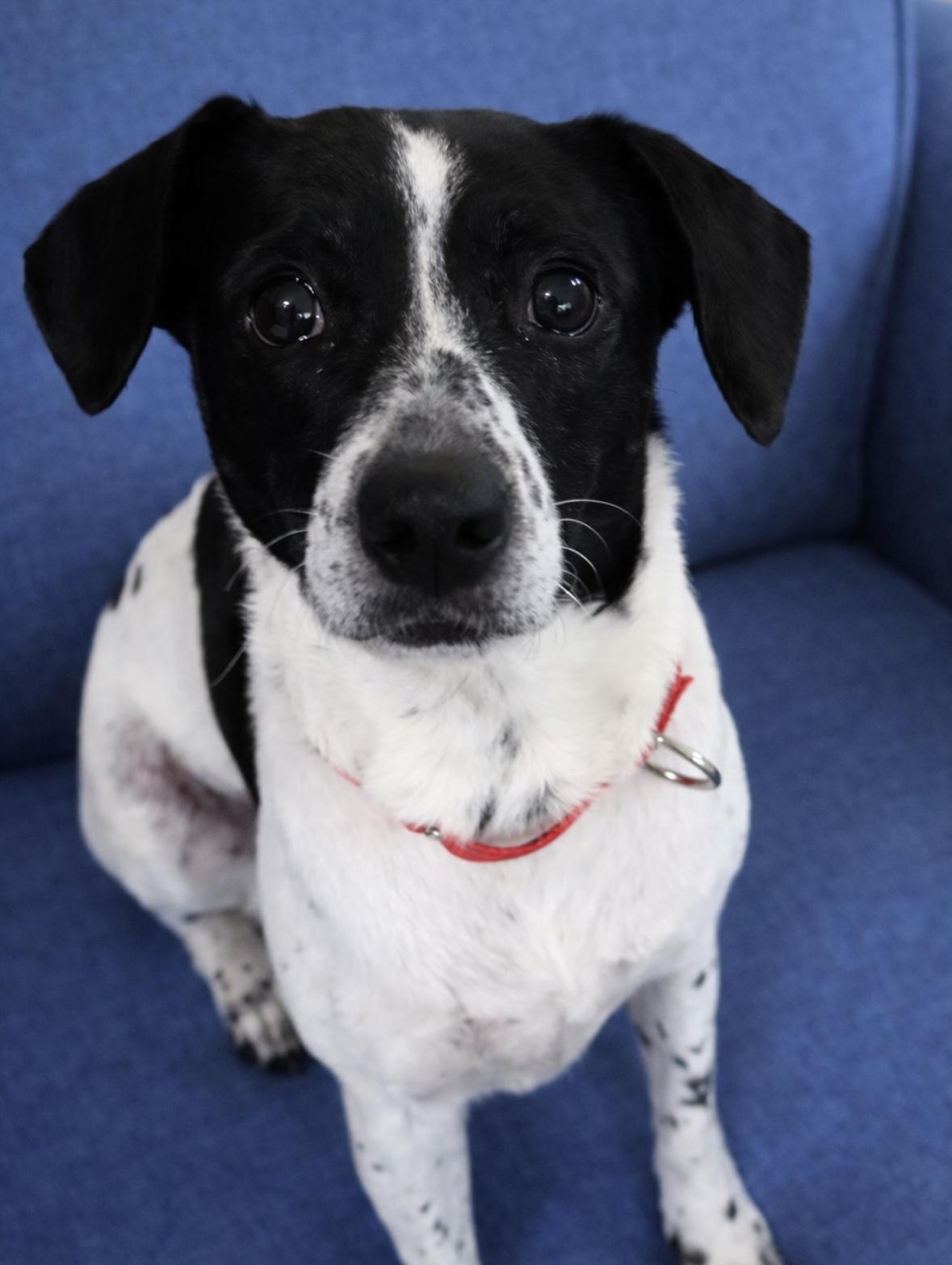 Bonnie Pea Pod thumbnail 2