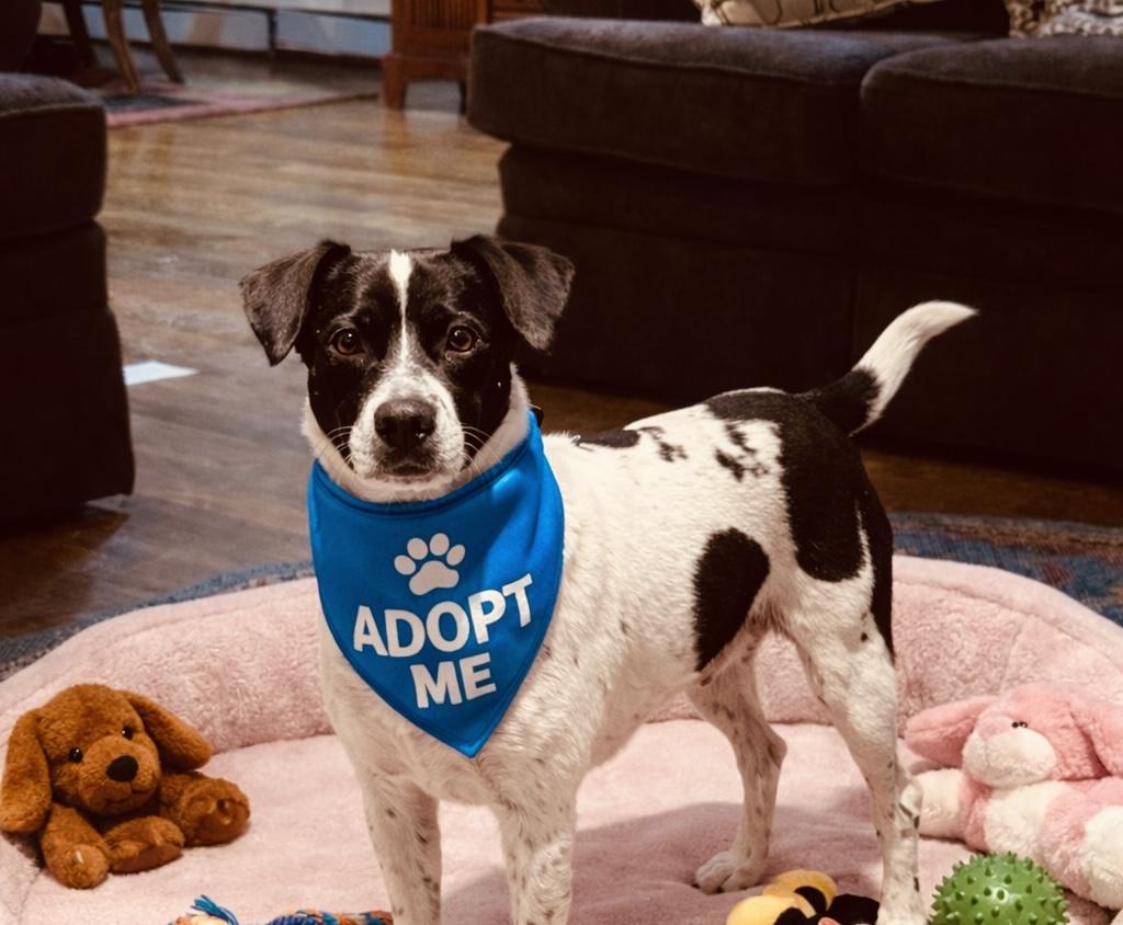 Bonnie Pea Pod, a ADOPTABLE mixed breed in Boston, MA image 3/5