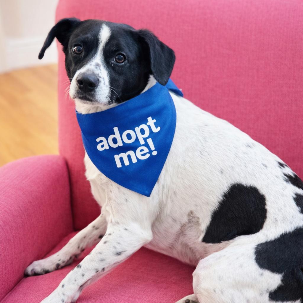 Bonnie Pea Pod, a ADOPTABLE mixed breed in Boston, MA image 1/5