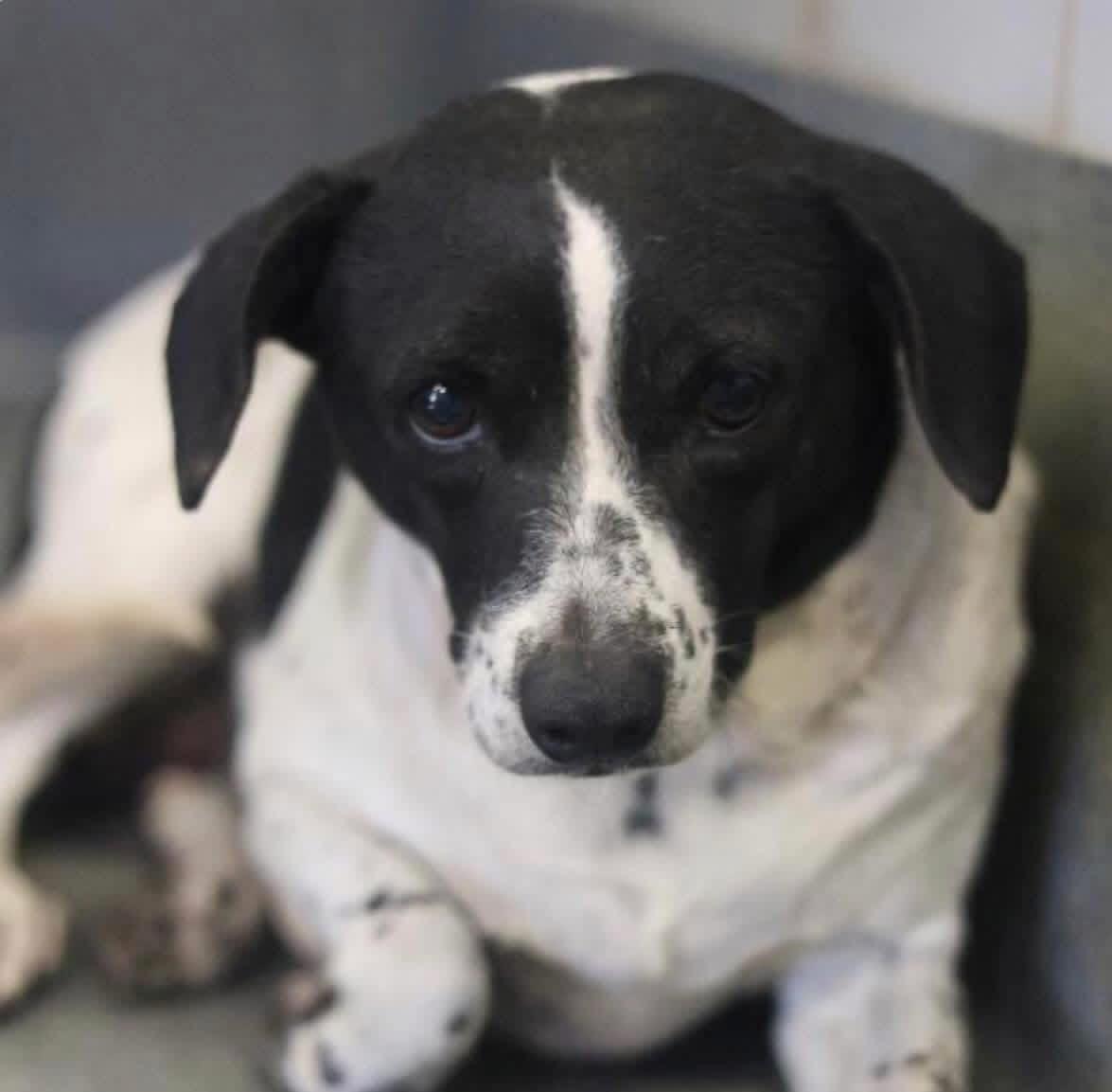 Enlarge Bonnie Pea Pod, a ADOPTABLE mixed breed in Boston, MA image 3/6