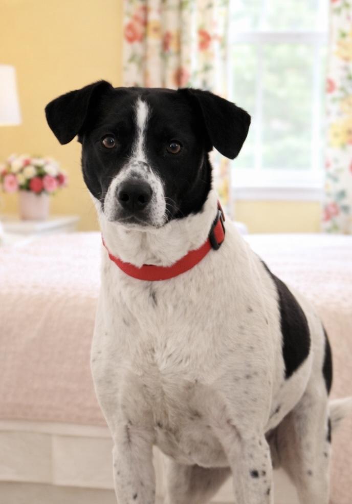 Bonnie Pea Pod, a ADOPTABLE mixed breed in Boston, MA image 4/5