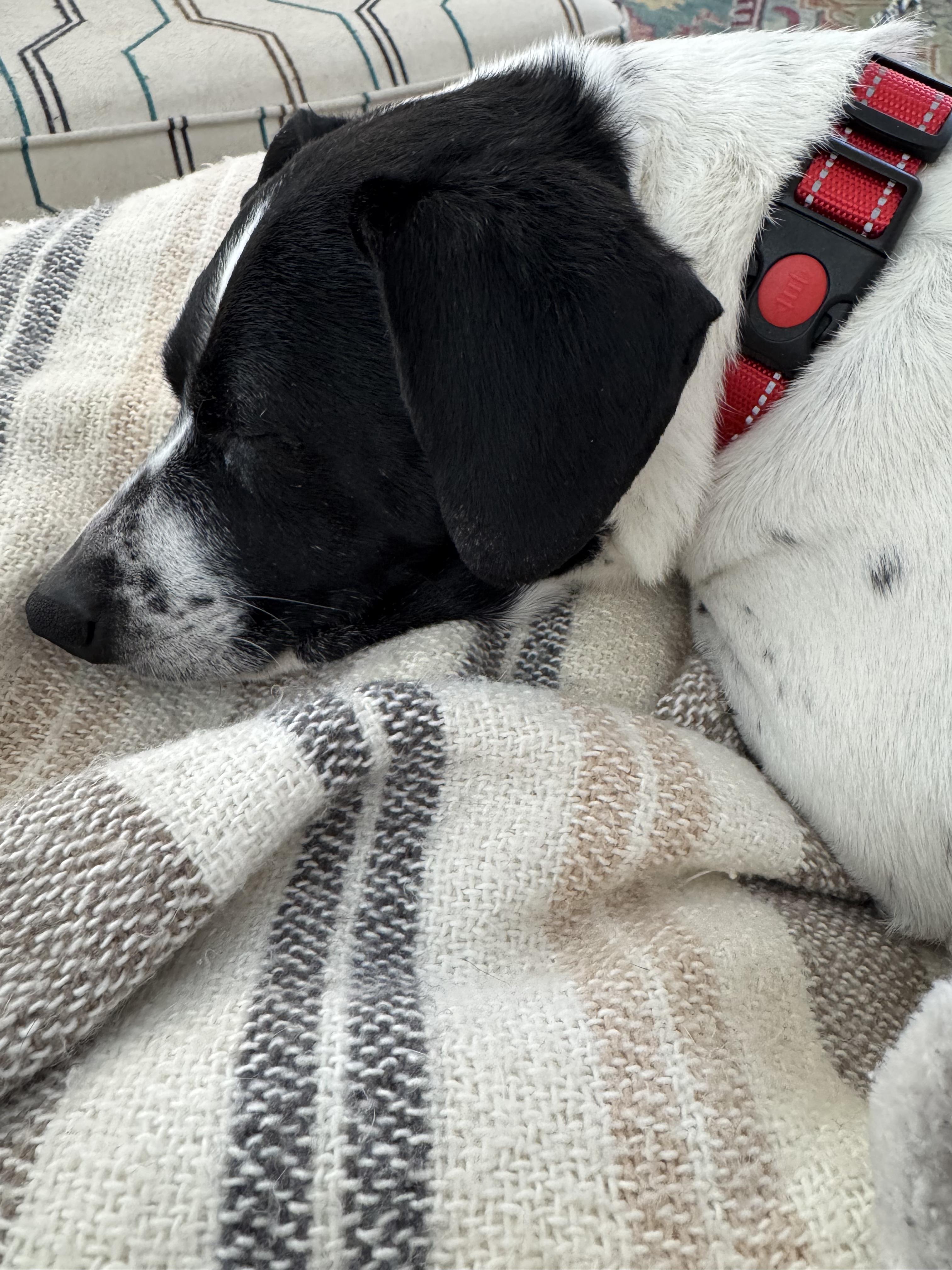 Bonnie Pea Pod thumbnail 3